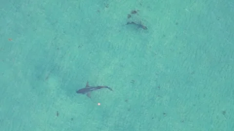 Blacktip Reef Shark in shallow waters of Miami Florida by drone aerial 4k Stock Footage 251077700