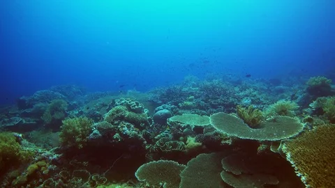 Blacktip reef shark swimming along healthy reef with tropical fishes Stock Footage 112557173