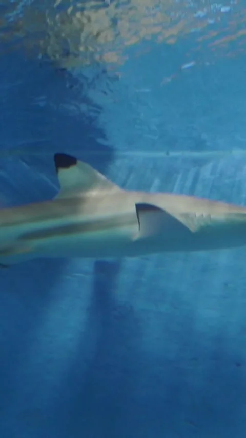 Blacktip Reef Shark Swimming in Clear Water Aquarium Stock Footage 345843370