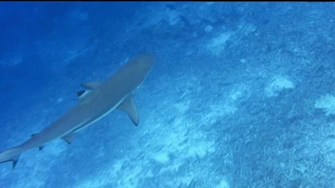 Blacktip reef shark swimming in a current and hunting over coral reef Stock Footage 199780752