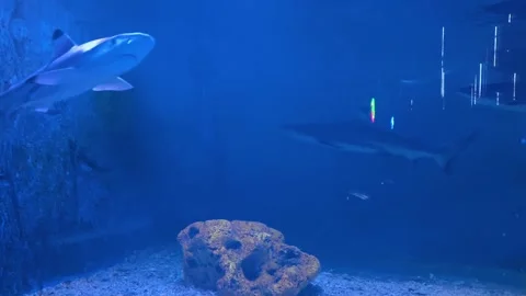 Blacktip Reef Shark Swimming in Deep Blue Aquarium Tank Video stock 340420014