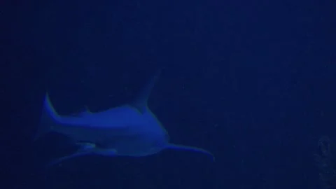 Blacktip reef shark swimming in the deep blue ocean Stock Footage 340924791