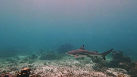 Blacktip reef shark swimming Stock Footage 321828142