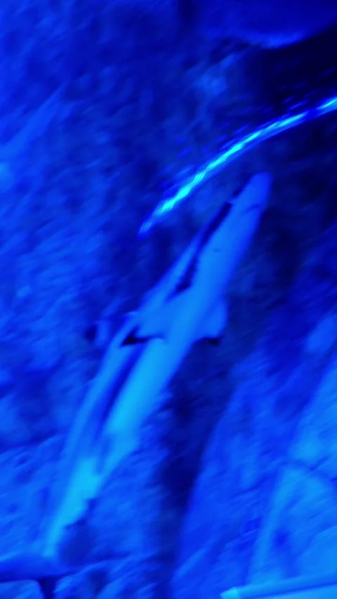 Blacktip reef shark swimming in large blue aquarium tank with coral reef Stock Footage 334180484