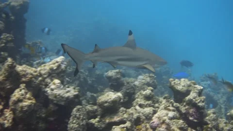 Blacktip reef shark swimming over bleached coral reef Stock Footage 231635992