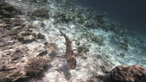 Blacktip Reef Shark Swimming Over a Tropical Coral Reef in the Maldives Stock Footage 342216912