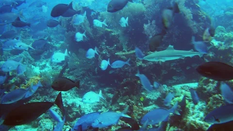 Blacktip reef shark swimming through school of surgeonrfishes and drummers Stock Footage 112557683