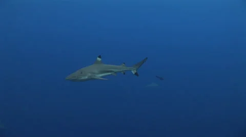 Blacktip Reef Shark Swims in Open Water Stock Footage 50168580