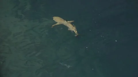 Blacktip Reef Shark Turns Beneath the Surface of a Maldives Lagoon at Night 스톡 동영상 345015378