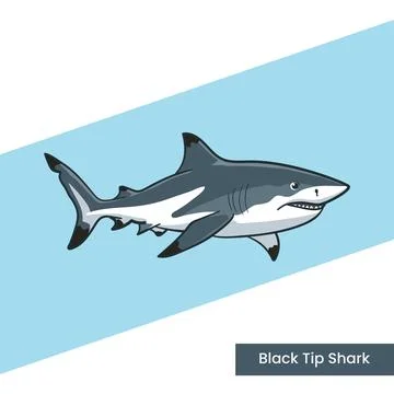 Blacktip Reef Shark Vector Illustration - Cartoon Marine Predator Swimming .. Stock Illustration