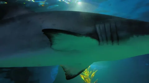 Blacktip Reef Sharks Aquatic Stock Footage 281053320