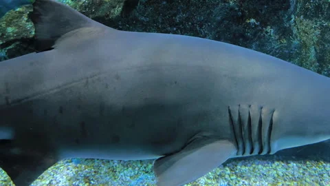 Blacktip Reef Sharks Aquatic Predator Ocean Stock Footage 280920271