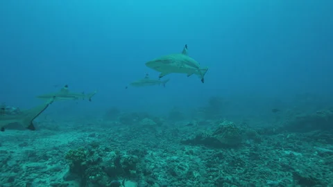 Blacktip reef sharks Stock Footage 148147232