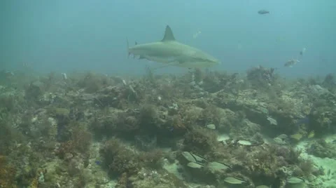 Blacktip Reef Sharks multiple Stock Footage 12341885