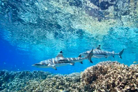 Blacktip Reef Sharks Stock Photos