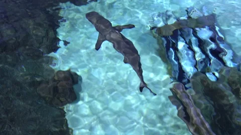 Blacktip reef sharks in shallow waters (Carcharhinus melanopterus) Stock Footage 137406626
