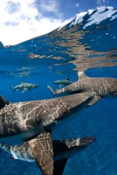 Blacktip reef sharks at surface. Stock Photos