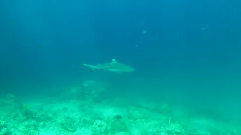 Blacktip Reefshark Stock Footage 139681803