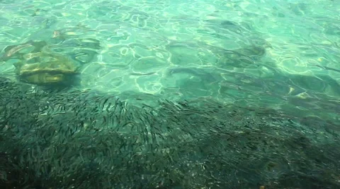 Blacktip Shark (Carcharhinus limbatus) Stock Footage 44928248