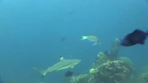 Blacktip shark (Carcharhinus limbatus) in Raja Ampat Indonesia Stock Footage