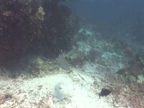 Blacktip shark Stock Footage 98676343