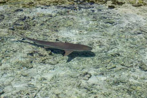 Blacktip shark Stock-Fotos