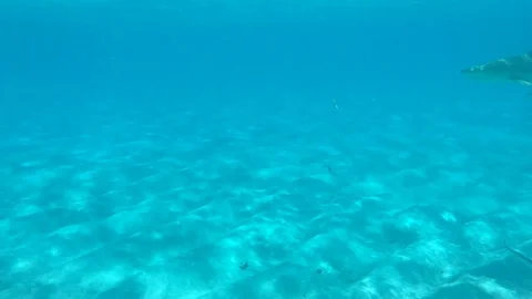 Blacktip sharks and stingray Stock Footage 123928980
