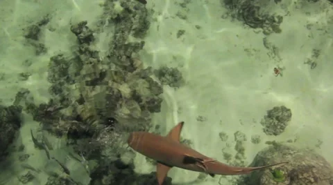 Blacktip sharks Stock Footage 57344513