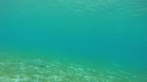 Blacktip sharks in the lagoon Video stock 65219913