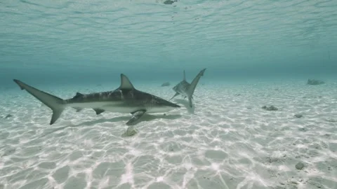 Blacktip Sharks schooling in the shallows Stock Footage 316797037