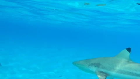 Blacktip Sharks in shallow water Stock Footage 123929271