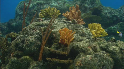 BlacktipReefSharks Stock Footage 489720