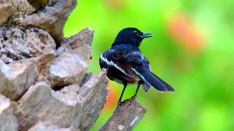 BlackTit Perching on the Branch Stock Footage 288647255
