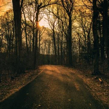 A Blacktop Path in a Dead Winter Forest With a Bright Sunset Behind It Foto stock