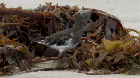 BlackTurnstone 1 Stock Footage 8550520