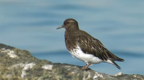 BlackTurnstone 2 Stock Footage 8550504