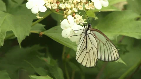 Blackvein 1 Stock Footage 27424932