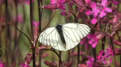 Blackvein 2 Stock Footage 27424991