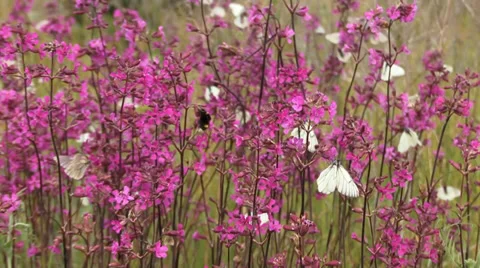 Blackvein 3 Stock Footage 27424988