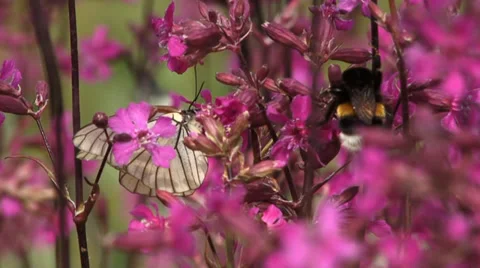 Blackvein 4 Stock Footage 27425257