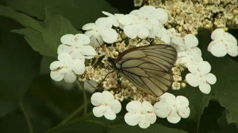 Blackvein Stock Footage 27425078