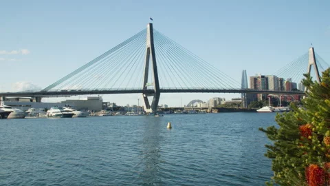 Blackwattle 1 Stock Footage 281916851