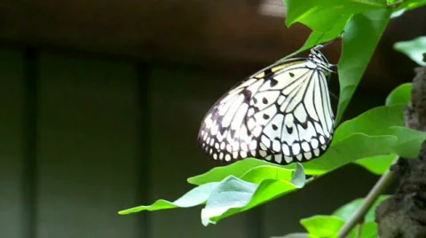 Blackwhite 스톡 동영상 504086