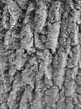 Blackwhite image - Close view on rough spruce bark with deep wrinkles. Stock Photos