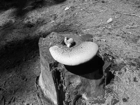 Blackwhite image - Distant view on old rotten stump of a spruce tree with pale Stock Photos