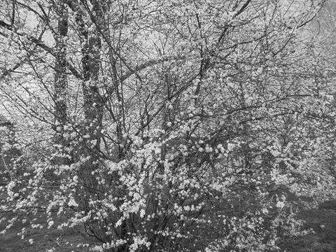 Blackwhite image - Large wild cherry bush with numerous beautiful white blossoms Stock Photos