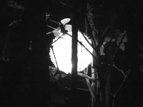 Blackwhite image - Light performance art in nature: orb of blinding light Stock Photos