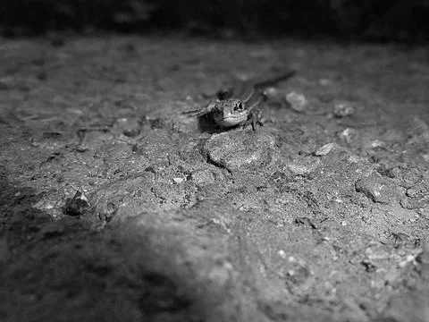 Blackwhite image - Lizard portrait | Front view of reptile on rocky road | Brown Stock Photos