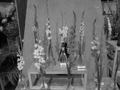 Blackwhite image - Multiple various varieties of gladiola flowers with different Stock Photos