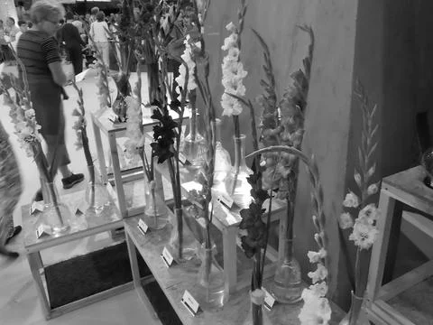 Blackwhite image - Multiple various varieties of gladiola flowers with different Stock Photos